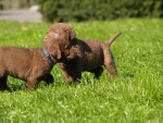 5 weken oud Borre/Boaz en Baron Duck